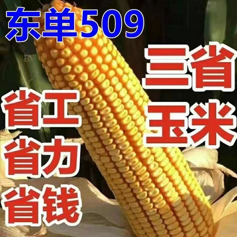 东单509，高抗高产双国审玉米种，棒大粒深，适应能力强
