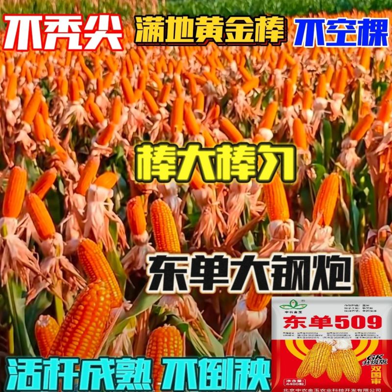 东单509，高抗高产双国审玉米种，棒大粒深，适应能力强