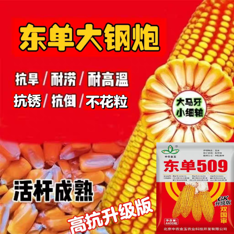 东单509，高抗高产双国审玉米种，棒大粒深，适应能力强