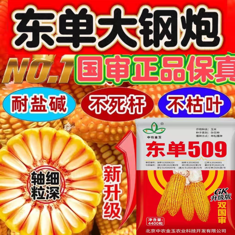 东单509，高抗高产双国审玉米种，棒大粒深，适应能力强