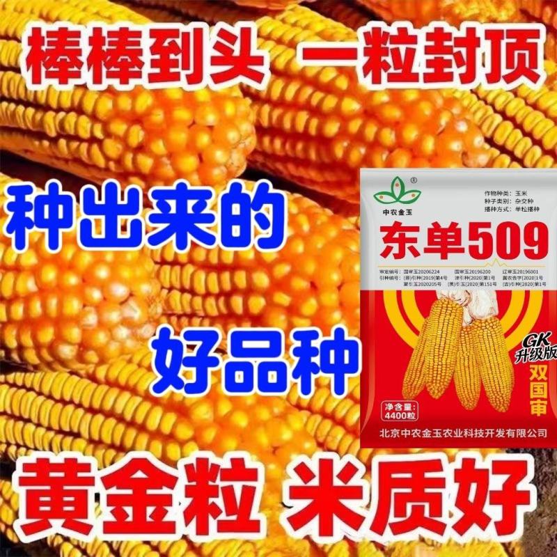 东单509，高抗高产玉米种，一手货源，原产地发货。