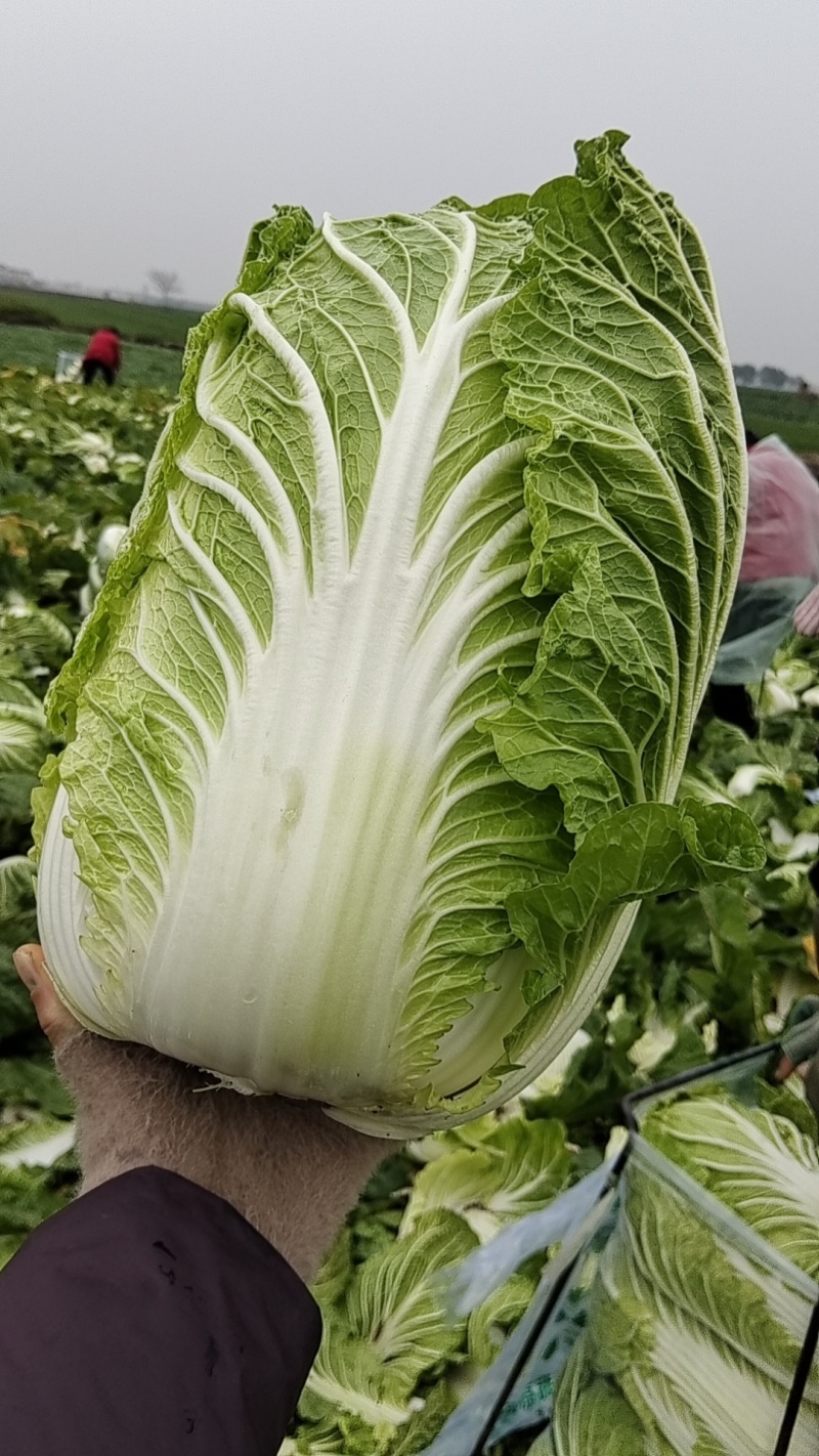 湖北白菜黄心大白菜无烧心无水边基地直供实力代发全国