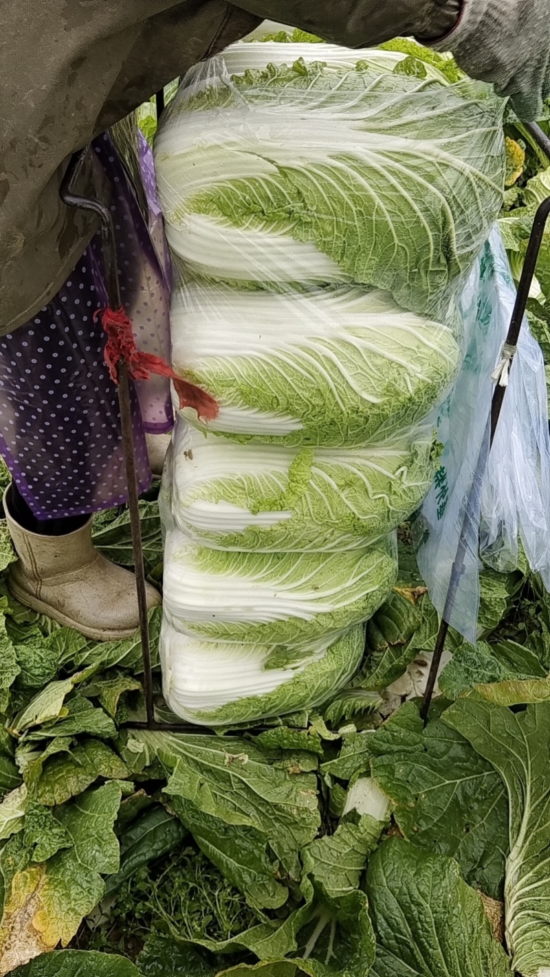 湖北白菜黄心大白菜无烧心无水边基地直供实力代发全国