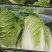 湖北白菜黄心大白菜无烧心无水边基地直供实力代发全国