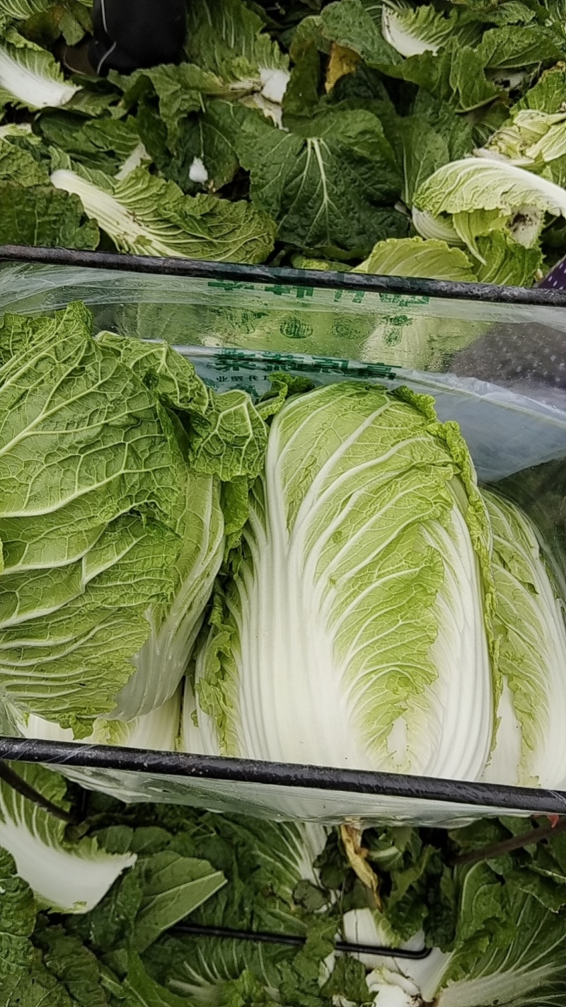 湖北白菜黄心大白菜无烧心无水边基地直供实力代发全国