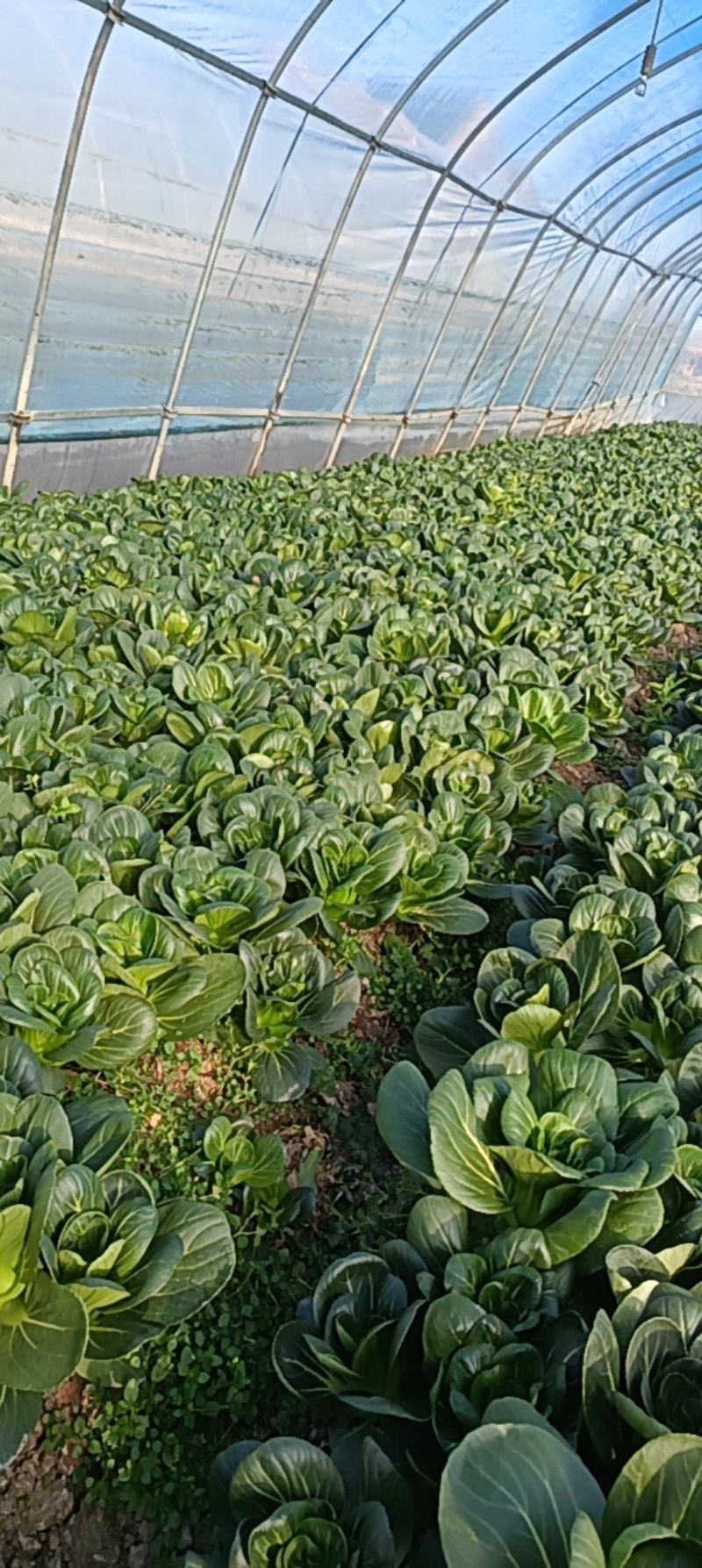矮脚菜质量保证。需要联系