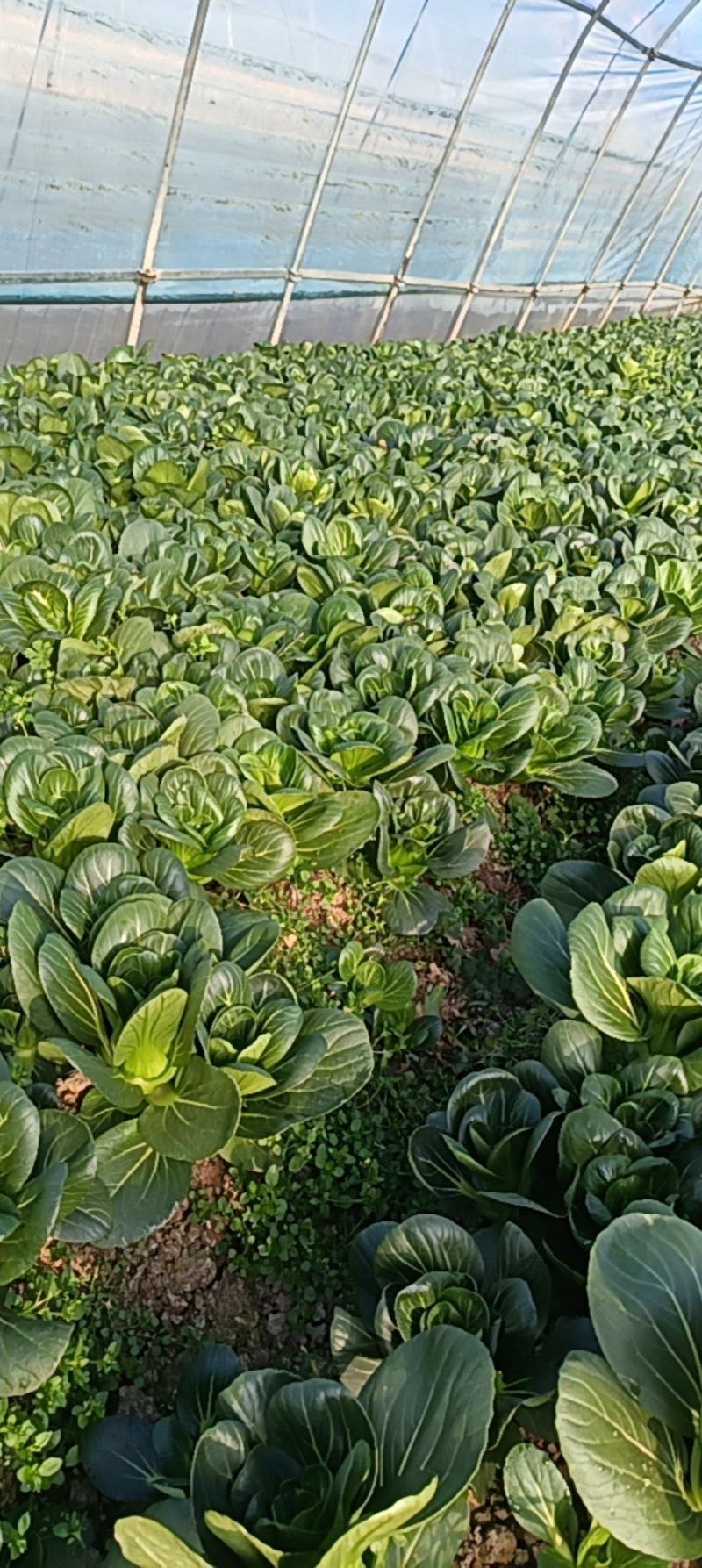 矮脚菜质量保证。需要联系