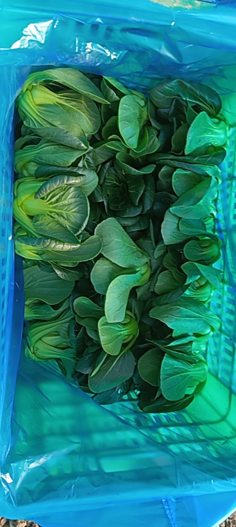 矮脚菜质量保证。需要联系