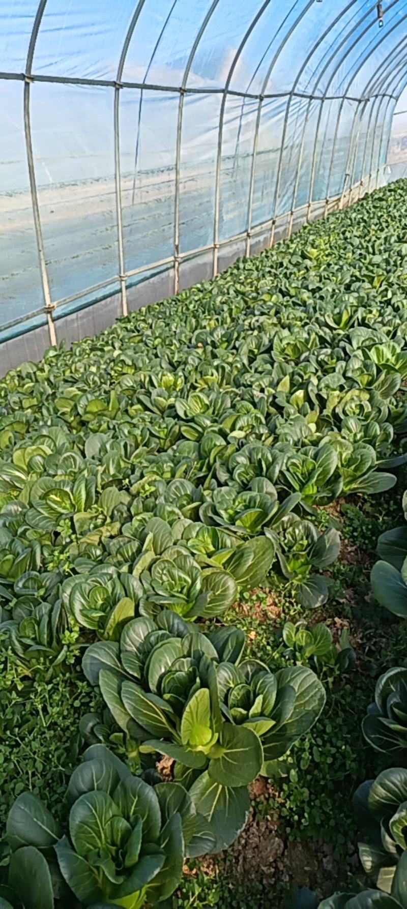 矮脚菜质量保证。需要联系