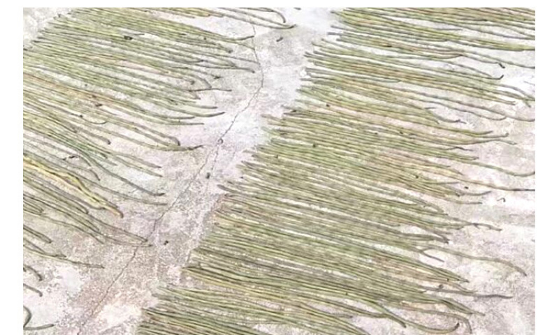 干豆角干豇豆干货农家自制嫩长豆角干批发湖南江西贵州特产干