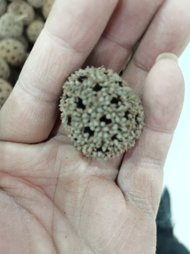 中药材路路通保质保量批发零售