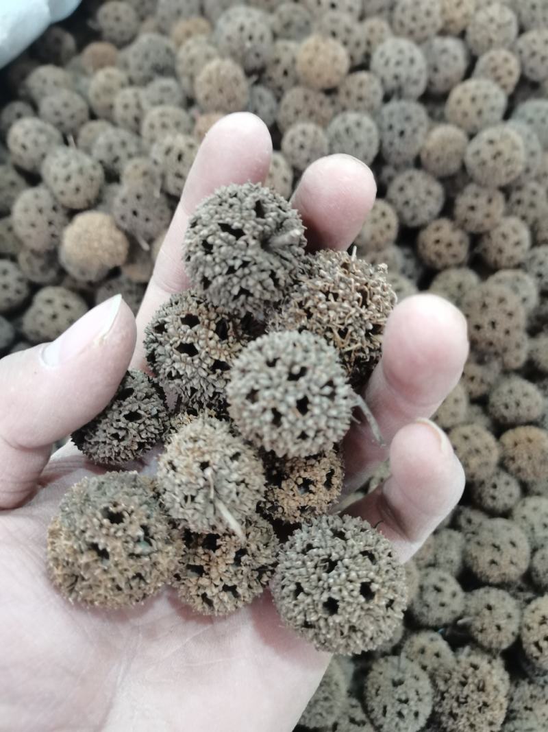 中药材路路通保质保量批发零售
