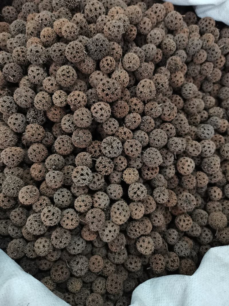 中药材路路通保质保量批发零售