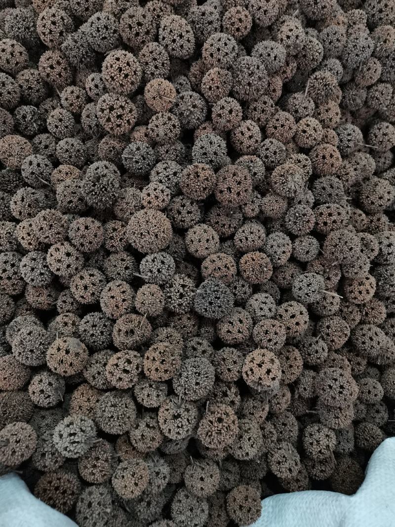 中药材路路通保质保量批发零售