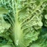 高山精品毛白菜