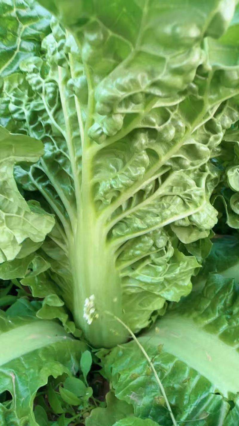 高山精品毛白菜