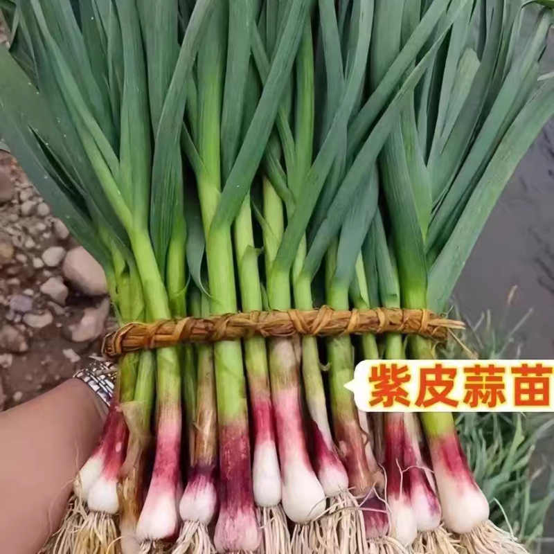 红根蒜苗看货论价保质保量支持视频看货打款发货