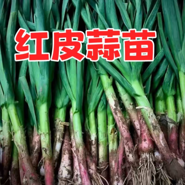 红根蒜苗看货论价保质保量支持视频看货打款发货