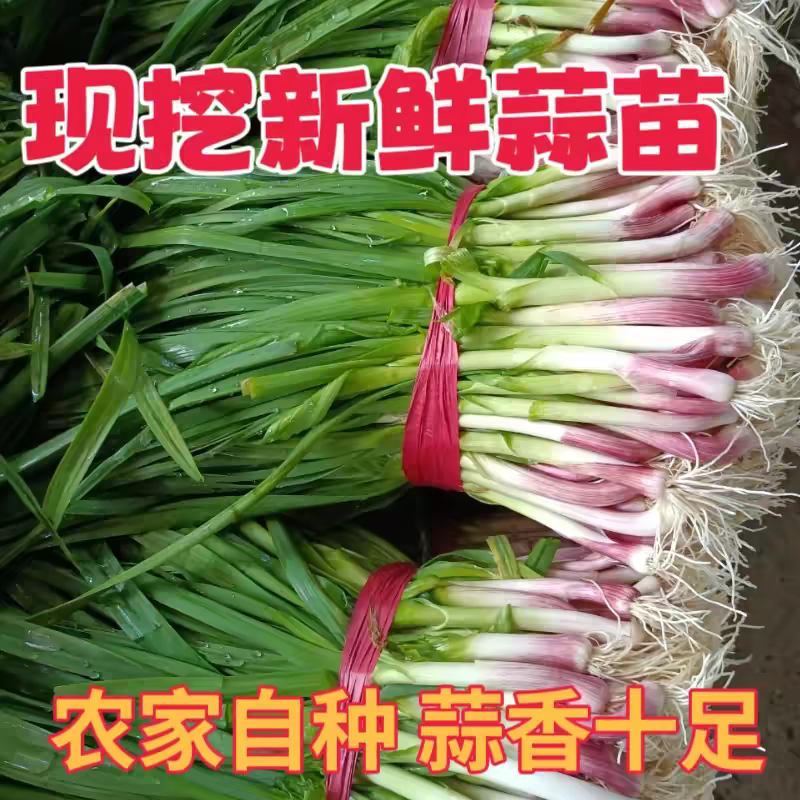 红根蒜苗看货论价保质保量支持视频看货打款发货