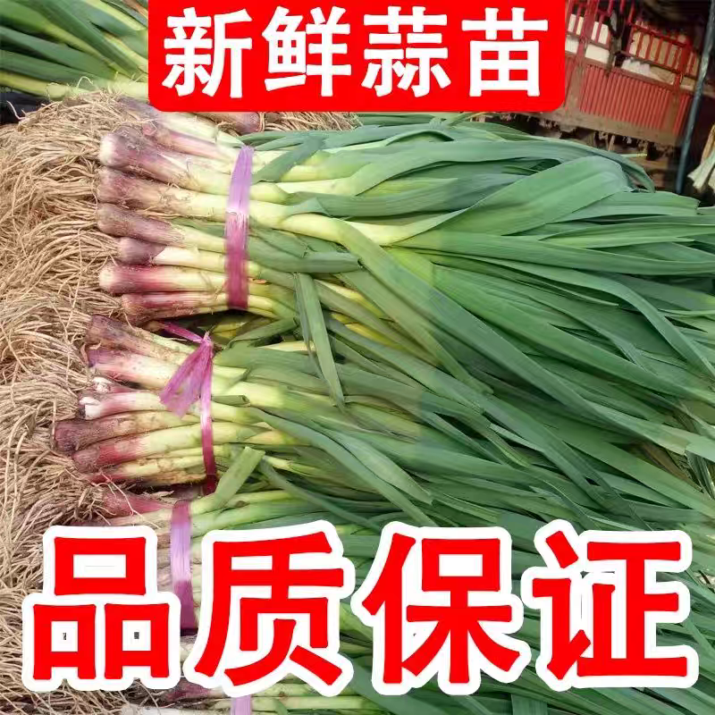 红根蒜苗看货论价保质保量支持视频看货打款发货