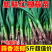 红根蒜苗看货论价保质保量支持视频看货打款发货