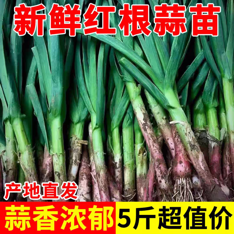 红根蒜苗看货论价保质保量支持视频看货打款发货