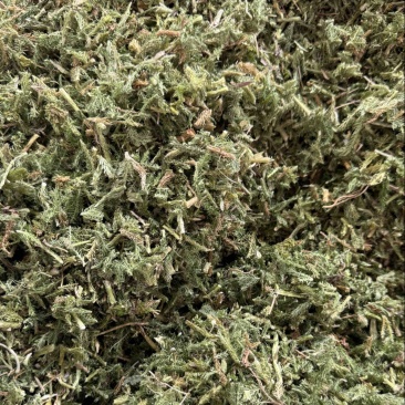 中药材伸筋草各种规格草药保质保量批发零售