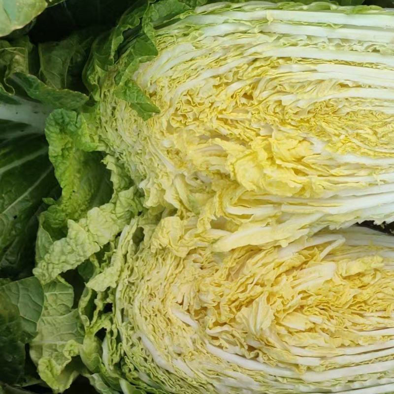 黄心白菜一手货源产地直发对接全国量大从优