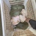 自然生态养殖6年中华甲鱼中华鳖2-3.5斤货源稳定欢迎
