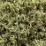 中药材伸筋草各种规格草药保质保量批发零售