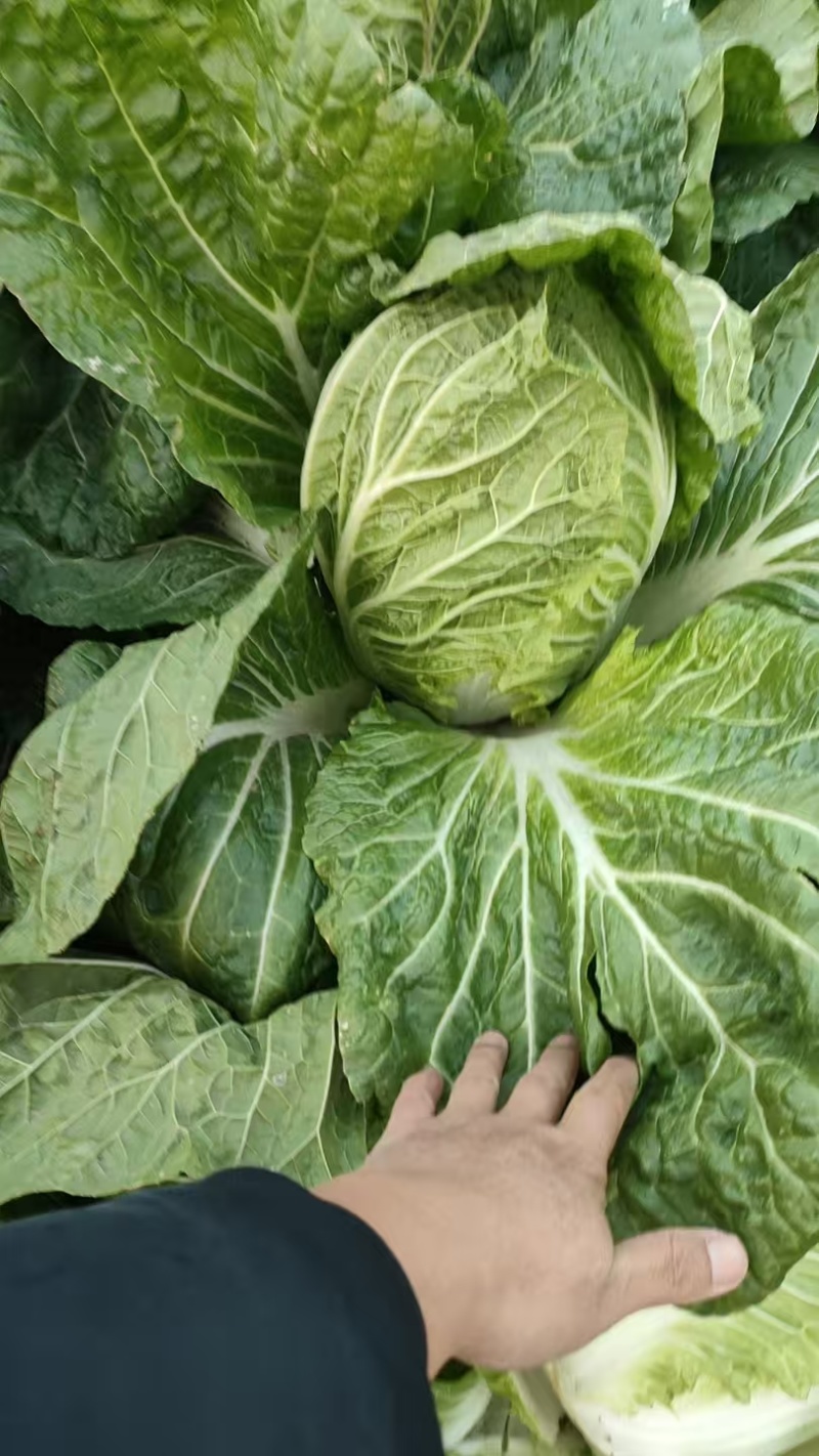 黄心白菜一手货源产地直发对接全国量大从优