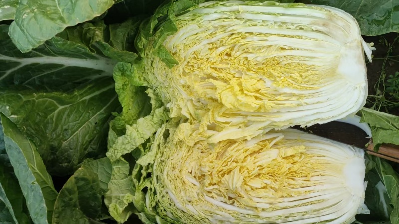 黄心白菜一手货源产地直发对接全国量大从优