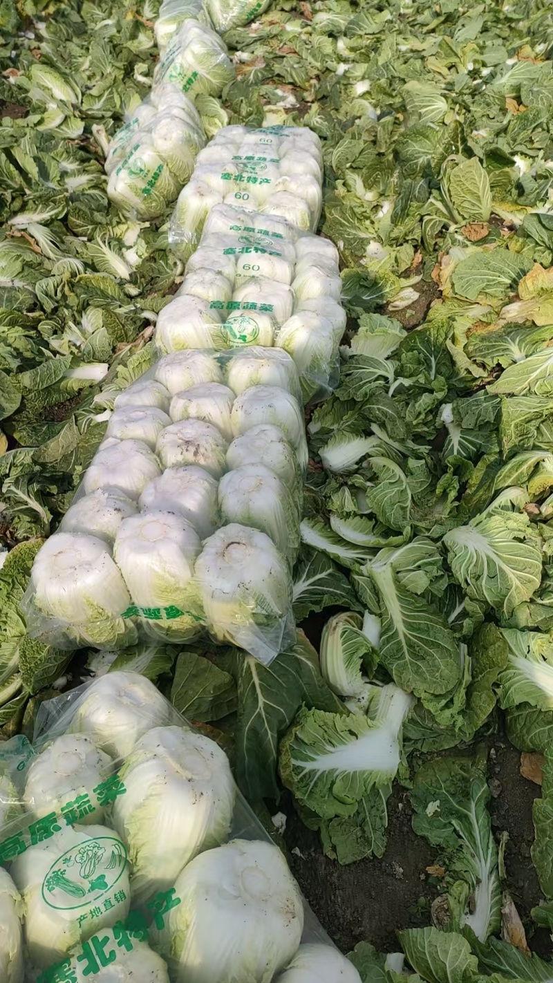 黄心白菜一手货源产地直发对接全国量大从优