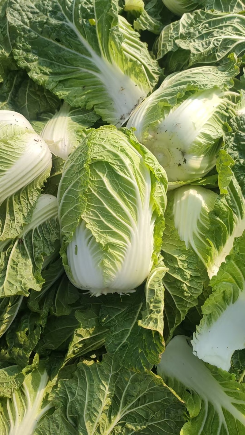 黄心白菜一手货源产地直发对接全国量大从优