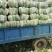 黄心白菜一手货源产地直发对接全国量大从优