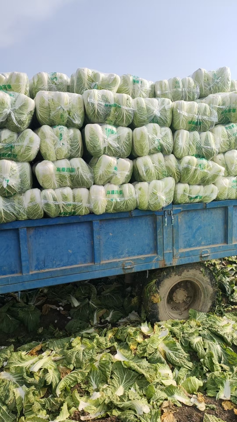 黄心白菜一手货源产地直发对接全国量大从优