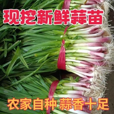 四季蒜苗红根蒜苗，看货论价，保值报量，支持视频看货