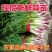 四季蒜苗红根蒜苗，看货论价，保值报量，支持视频看货