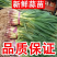 四季蒜苗红根蒜苗，看货论价，保值报量，支持视频看货