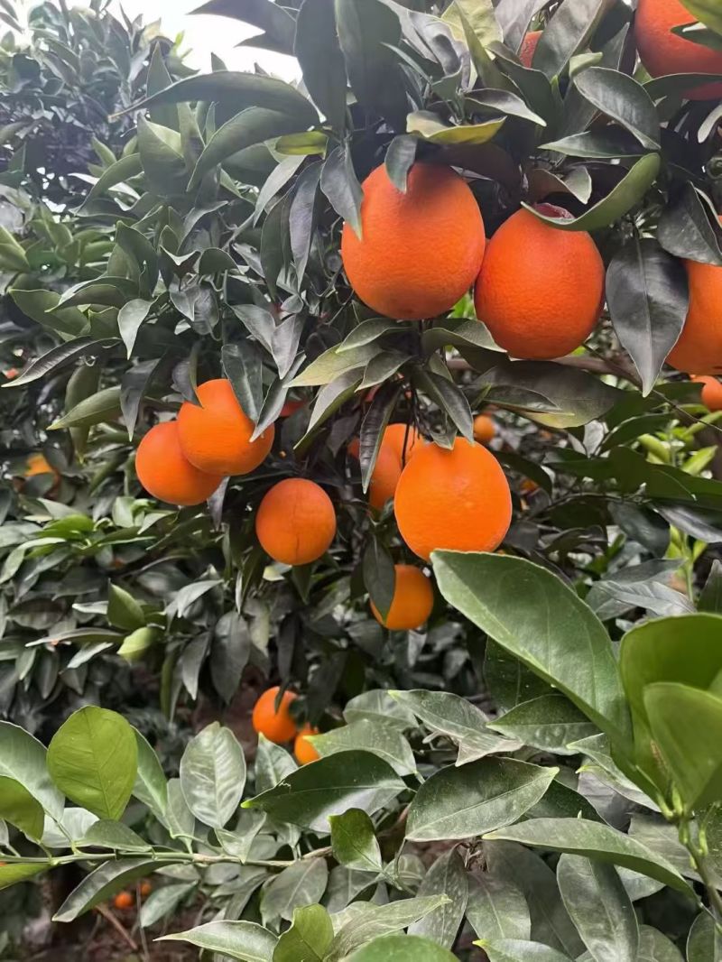 纽荷尔脐橙，口感纯甜，对接电商，市场，出口，社区团购