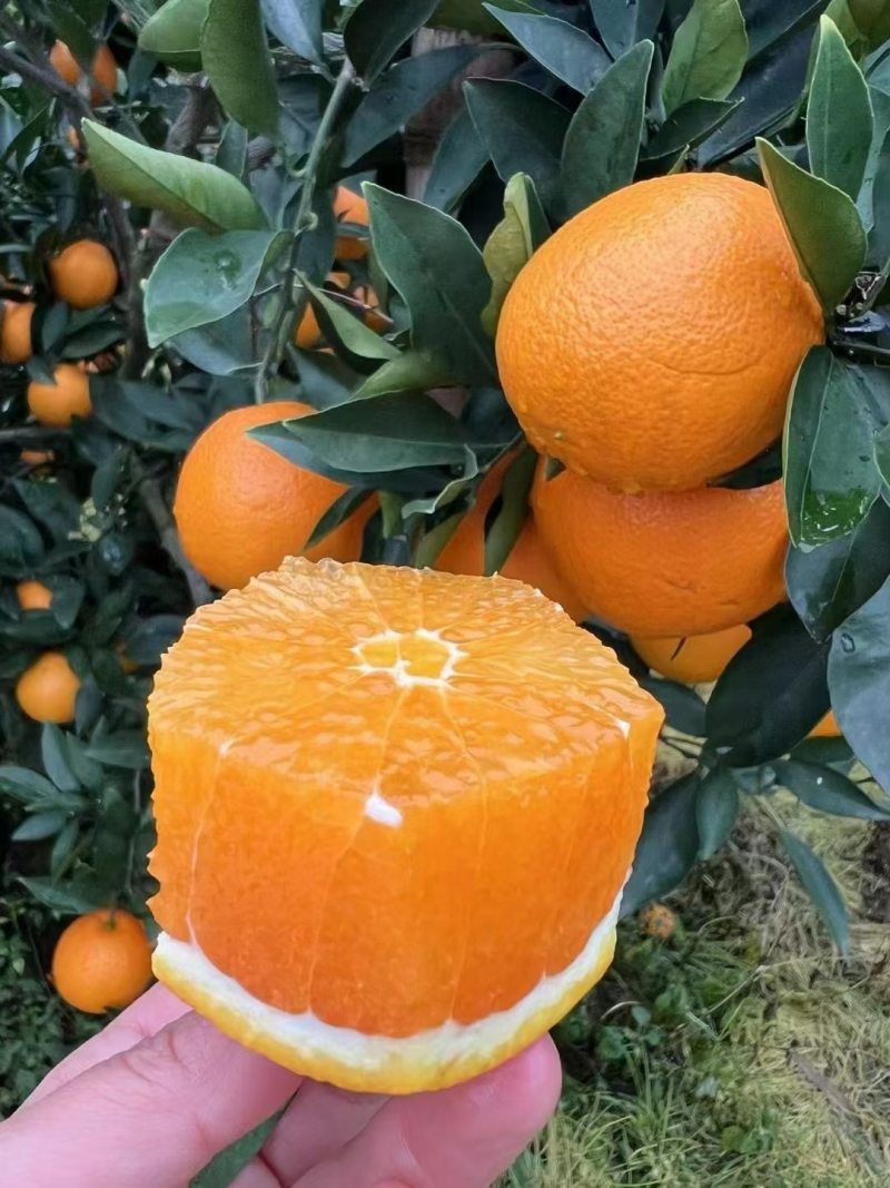 【推荐】长虹脐橙湖北秭归橙子产地一手货源按需包装