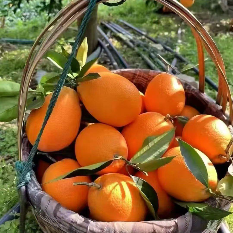 【精选】秭归长虹脐橙湖北橙子果园直采对接电商市场等