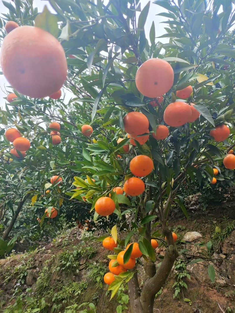 东江湖清江玫瑰香柑
