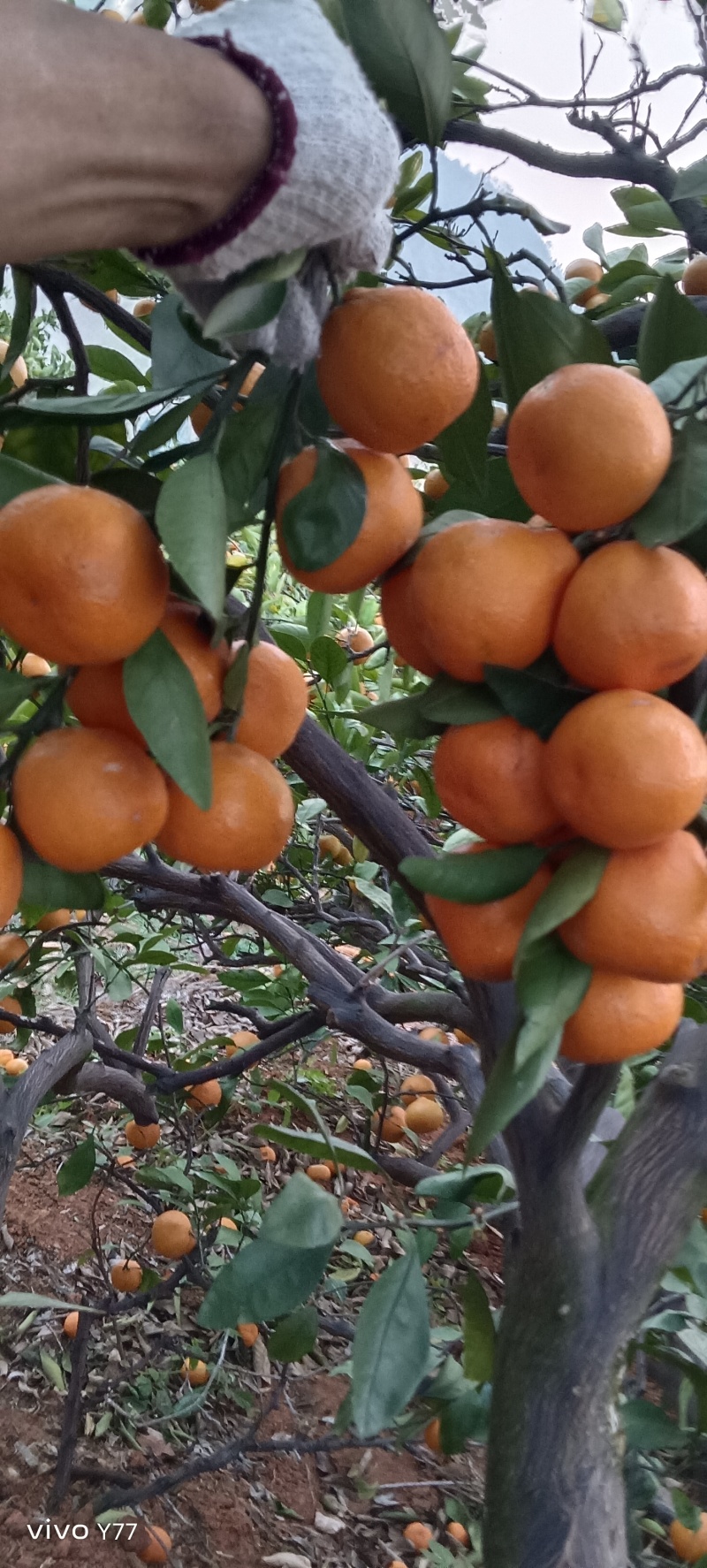 东江湖清江玫瑰香柑