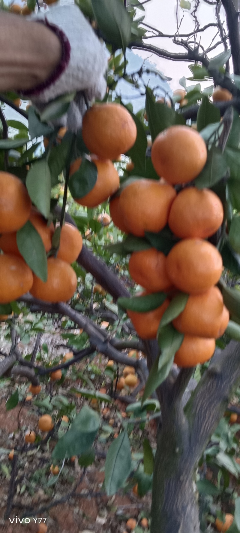 东江湖清江玫瑰香柑