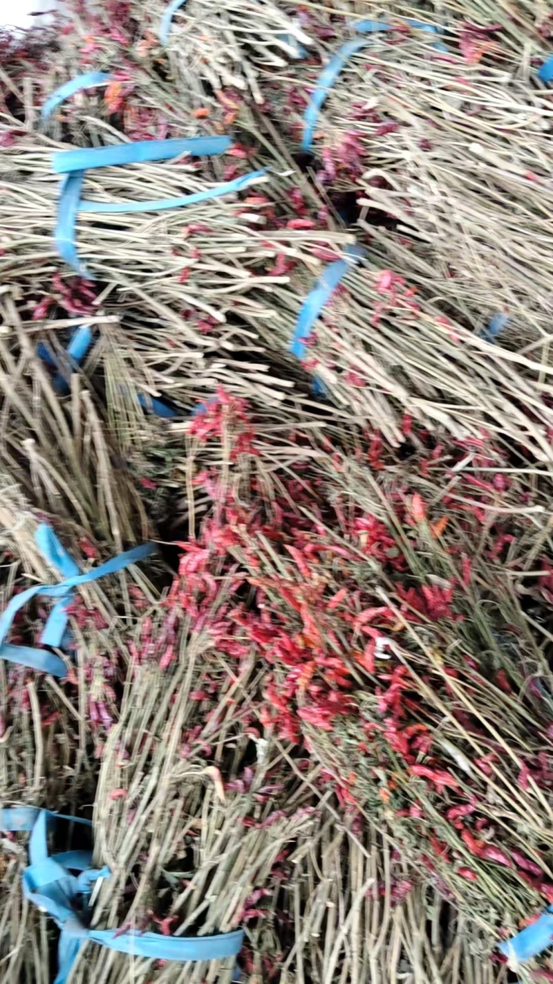 河南红干辣椒产地直发货源充足量大价优欢迎随时订购