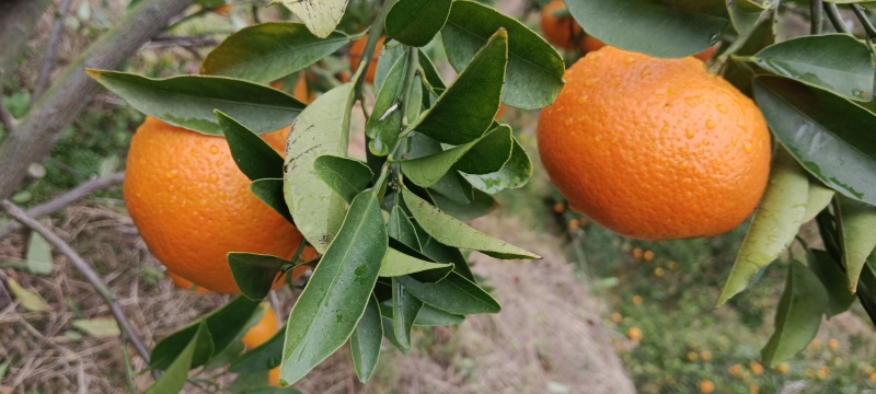 东江湖清江玫瑰香柑