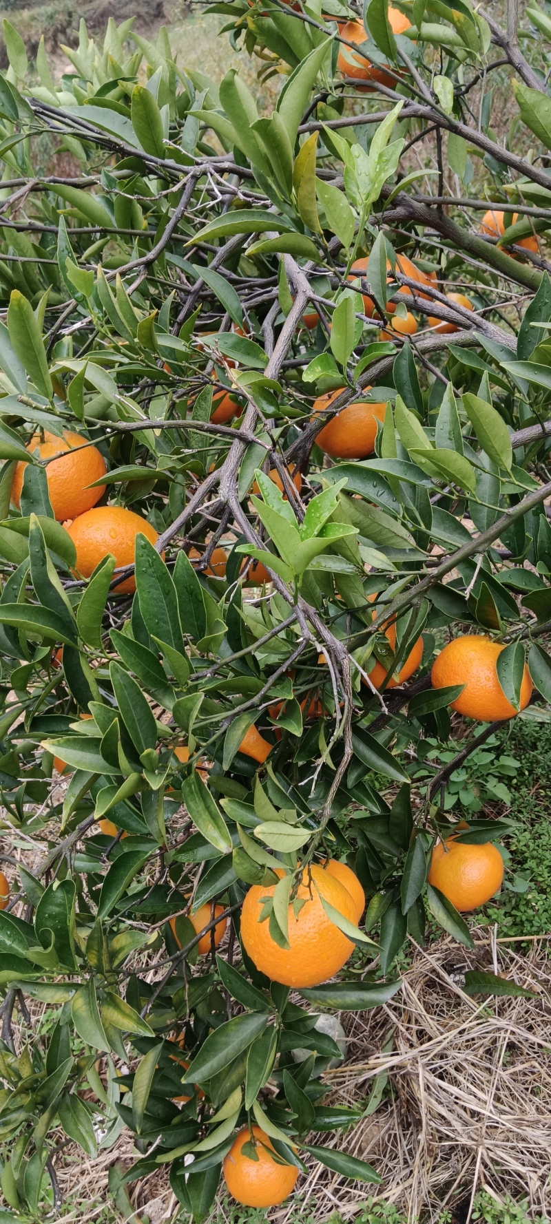 东江湖清江玫瑰香柑