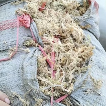 贵州优质水苔