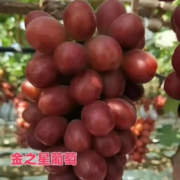 金芝兴葡萄苗，又称金星玫瑰，金星女皇，葡王1号，颗粒巨大